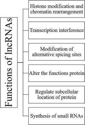 Coding roles of long non-coding RNAs in breast cancer: Emerging molecular diagnostic biomarkers and potential therapeutic targets with special reference to chemotherapy resistance